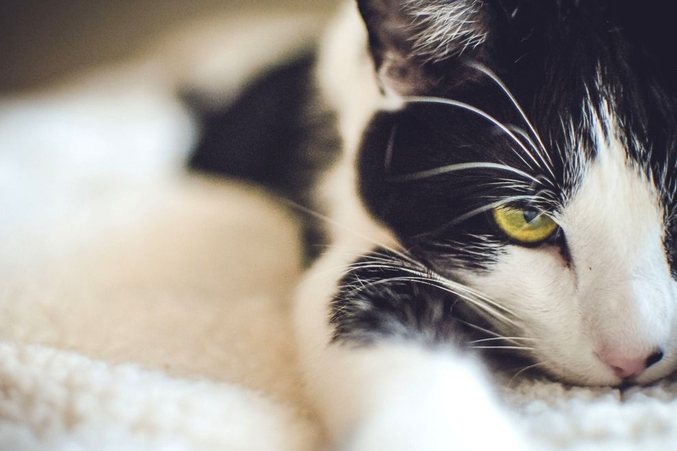Purrfect Home Loans 