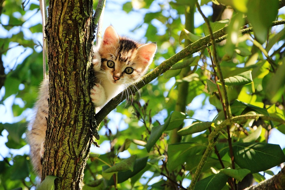 Purrfect Home Loans 