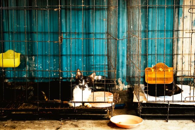 Purrfect Home Loans